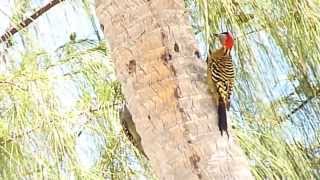 Hispaniolan Woodpeckers, adults \u0026 a helpless juvenile