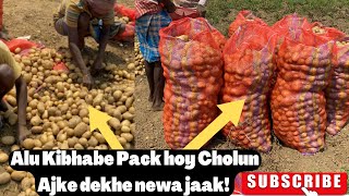 Potato Harvest and Export Vlog | আলু সংগ্রহ এবং রপ্তানি 🥔