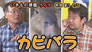 いきもの頭鑑 ライブ　カピバラ特別 変？(編) 5/5