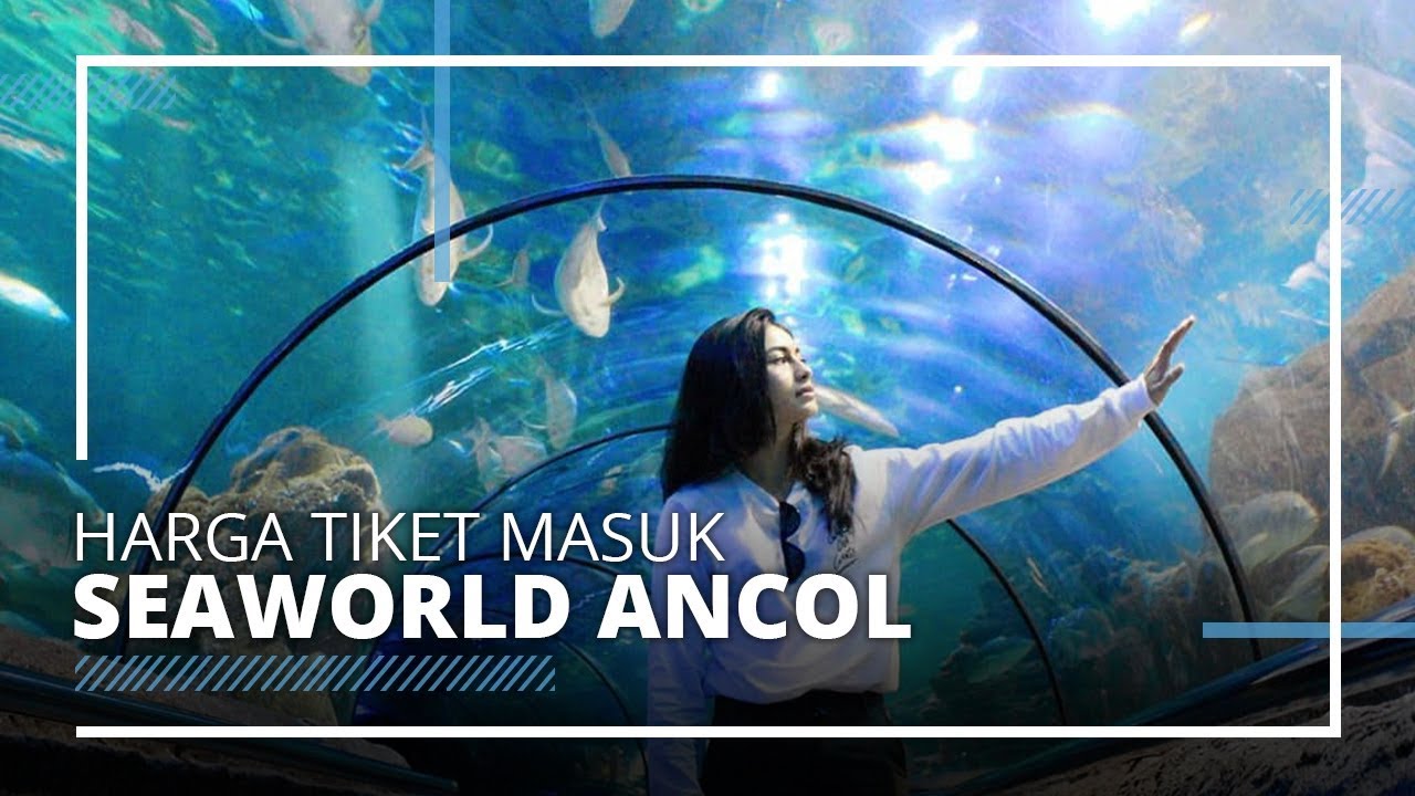 Mulai Buka 20 Juni 2020, Ini Harga Tiket Masuk Seaworld Ancol - YouTube