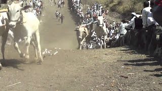 Bullock Cart Race sheep Accident : Maharashtra  India