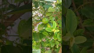 మా నిమ్మ చెట్టు #youtube #nature #viralvideos #villageslife #plants #like #viral #share