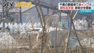 北海道・千歳市の養鶏場で鳥インフルエンザ　道内最大規模５６万羽殺処分