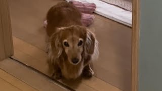 15歳Mダックスの大好きなお芋ちゃんの作り方（miniature Dachshund）