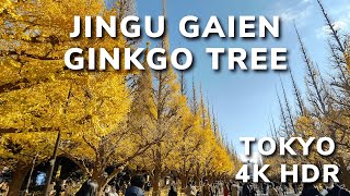 【4K Walking】TOKYO Meiji Jingu Gaien Golden Ginkgo