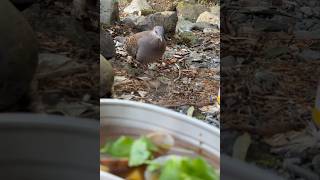 【ソロキャンプ】戦闘飯盒2型で作る最高な朝食／なめ茸親子丼・アサリの味噌汁 #ソロキャンプ #焚火 #Shorts【チャンネル登録お願いします】