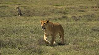 Cheetah Mum \u0026 Attacking Lions