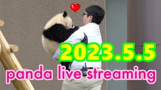 【LIVE】彩浜♥ 楓浜♥ 結浜♥ 桜浜桃浜♥ ゴールデンウィーク特別生配信🐼 5月5日 Panda \u0026 Animal Special Selection #アドベンチャーワールド #王子動物園