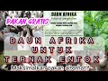 SOLUSI PAKAN ENTOK MURAH DAUN AFRIKA untuk pakan ENTOK #ZainudinahmadOFFICIAL #ternakentok #ternak