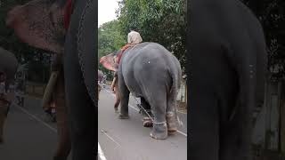 എങ്ങടാ ഇത്ര ധൃതിയിൽ  #kerala #elephant #Short video #  Pengamuck Palliperunal