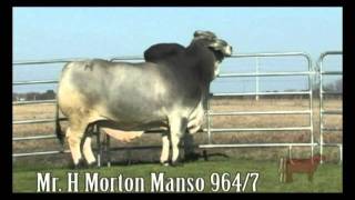 Mr. H Morton Manso 964/7 Heritage Cattle Company