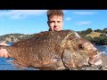 Shoredive 22 Pound Snapper! Spearfishing