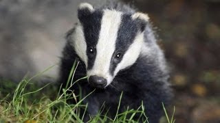 Badger cull divides communities in west Somerset