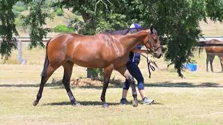 Noble Bend   Lot 1042   Cosmic Force x Brazen Touch   Filly