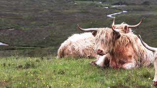 10 hours of mountain meadow sounds with highland cows - Nature sounds for relaxation, entertainment