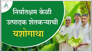 निर्यातक्षम केळी पिकाची यशोगाथा। ५० गुंठ्यात ४५ टन उत्पन्न | Banana Success Story | Export Quality