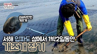 개조개 잡는 방법 여기 다있어요~ 서해 입파도에서 개조개와 함께하는 1박2일 주말 여행