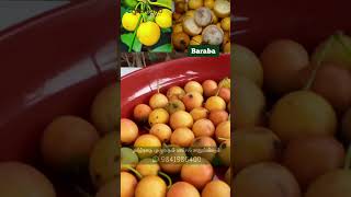 ✨Vitamins ஆதிகம் உள்ள பார்பரா பழம் | Easy Home Garden Tips: Grow Vitamin-Rich Baraba Fruit! 🍊🤩