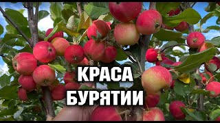 Яблоня полукультурка Краса Бурятии