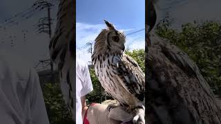 ホワイトベンガルワシミミズクと散歩🦉　主❗️初顔出し❗️