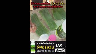 Review จีฟอร์ซวัน : ทดสอบคุณสมบัติการแพร่กระจาย วัดกันไปเลยว่าราคา189จะสู้สารจับใบราคาสูงได้หรือไม่!