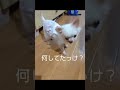 老犬の癒し♡ リビングでたたずむ