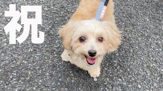 保護犬を卒業！ありがとう＆おめでとう【再会】