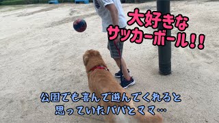 ゴールデンレトリバーはると『公園ではるとまんにサッカーボールを渡してみた』