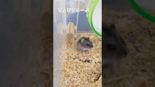 ハムスターの挙動不審すぎる行動 #shorts #ハムスター #ジャンガリアン #hamster #仓鼠 #햄스터