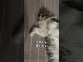 大吉です。 そろそろ使っていい？ cat 猫のいる暮らし ねこ