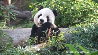 20161226 早晨吃竹大貓熊~團團 The Giant Panda Tuan Tuan @Taipei zoo