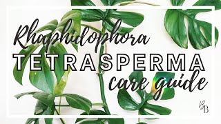 Rhaphidophora Tetrasperma 'Mini Monstera' Care \u0026 Propagation | Houseplant Care Tips