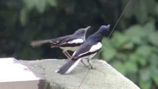 Oriental Magpie Robin - Birds mating ❤❤❤