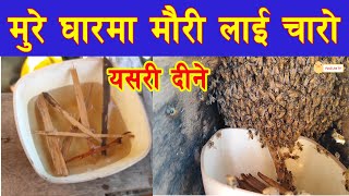 मुरे घारको मौरी लाई कृतिम खाना कसरी दिने ? Nepal Beekeeping मौरी मासिन बाट कसरी जोगाउने mahuri