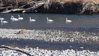 犀川の白鳥湖