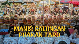 MANIS GALUNGAN NGIRING SESUHUNAN AMUNDUK TARO KE PURE PUSEH BALE AGUNG PUAKAN