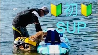 初めてのSUP🔰ゴールデンレトリバー🌸はなちゃん