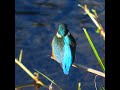 カワセミ調布地区お母さん復路ショート 2024 12 12 カワセミ 野鳥 birds wildlife nature 自然観察ぶらり散歩