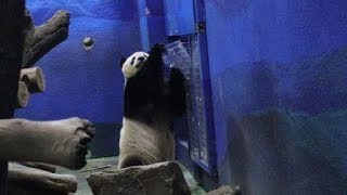 20200422 圓仔何故滿場奔 拆開隔板嚇自身 Giant Panda Yuan Zai