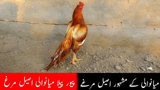 pure mianwali | peela mianwali aseel murg by Saeed aseel mianwali