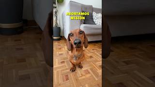 PILLADA! 😱 ¿Qué creéis que estamos tramando?💖 #perrosalchicha #teckel #subscribe #perros #humor