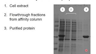 Recombinant DNA technology 9 - Protein expression and purification