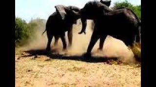 Wonderful than the blockbuster! Soot everywhere, the animal world super shock fighting