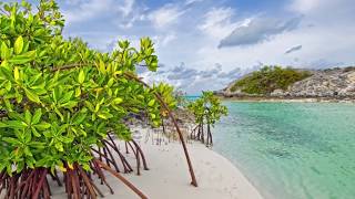 Red Mangroves