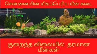 குறைந்த விலையில் தரமான மீன்கள்🐠🐟🦈| சென்னையின் மிகப்பெரிய மீன் கடை | #MadrasAquarium #BestQualityfish