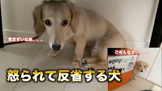 【ミニチュアダックスフンド】怒られて反省する犬！気まずいなあ、、、ごめんなさい。。。最後は耐えきれず出てきちゃうw