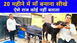 1 लाख की कटिया बेच देते है👉20 महीने में माँ बनाना सीखे👍Quality Calf Rearing Dairy Farming in Hindi