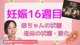 【妊娠１６週】赤ちゃんの状態、母体の状態・変化（シングルマザーだけど妊娠中　産前産後YORISOISHIチェッチェ）