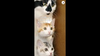 【先住猫と2匹の子猫】突然やってきたの双子の保護猫をまえに「パパ」になることを選んだ先住猫のそらくん