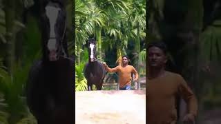 Beautiful Marwari Stallion - SAGAR | #marwari #stallion #shonki #sardar #trending #youtubeshorts